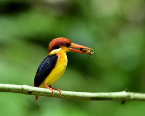 Wall Mural - Black-backed kingfisher (Ceyx erithaca) beautiful orange to red bird with dark blue wings perching on wood branch carrying lizard to feed its babies, lovely nature