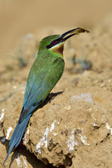 Wall Mural - Blue-tailed bee-eater (philippinus merops) beautiful green bird with blue tail perching in front of his nest hole with bee prey to feed its chick, exotic nature