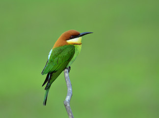 Wall Mural - Chestnut-headed bee-eater (Merops leschenaulti) brightly green and orange color bird lonely perching on branch over blur green background, fascinated nature