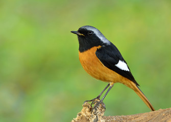 Canvas Print - Daurian Redstart (Phoenicurus auroreus) beautiful passerine bird with orange belly and silver head from temperate Asia and Japan, exotic nature