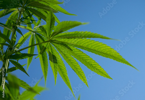 Zdjęcie XXL Zieleni marihuana liście na niebieskiego nieba tle