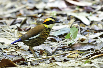 Canvas Print - Female of Malayan Banded Pitta (Hydrornis guajana) standing on messy ground with dried leafs in nature, bird living environment