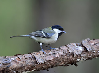 Canvas Print - Great, Japanese or Oriental tit (Parus minor) grey to yellow back bird with bright cheek and black head smart perching on wooden branch, beautiful nature