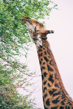 Giraffe Eating Leaves From A Tree