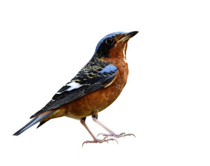 Wall Mural - Male of White-throated rock thrush (Monticola gularis) chestnut to brown and blue wings bird fully standing with details from head to feet isolated on white background