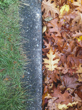 Street Curb And Oak Leaves In Autumn