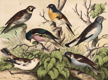 Different Species Of Birds In The Wild. 
