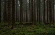 Bellever Coniferous Plantation, Dartmoor