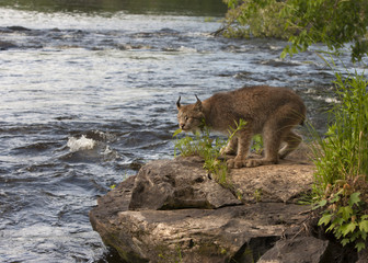 Wall Mural - Lynx on a Rock Next to a River