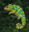 © Jan - Panther chameleon Furcifer pardalis	 Ambilobe 2 years old endemic from madagascar
