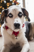 Blue Eyed Dog Wearing Jingle Bell Collar