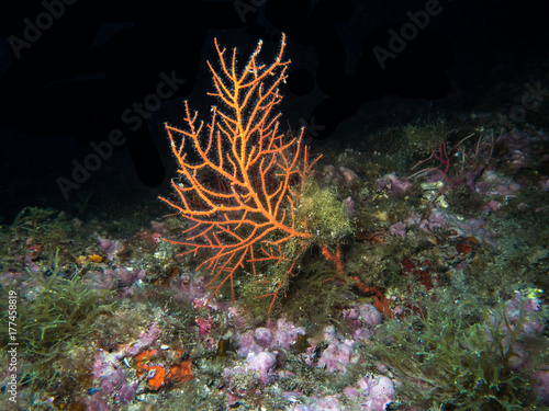 Zdjęcie XXL Śródziemnomorska rafa koralowa