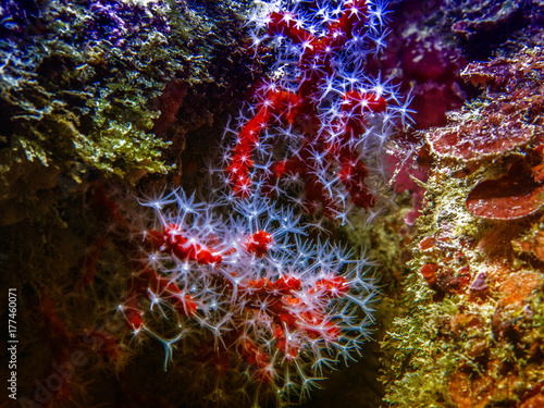 Zdjęcie XXL Czerwony koral w morzu śródziemnomorskim