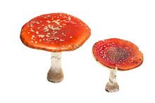 Toadstools On A White Background