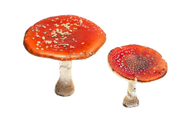 toadstools on a white background