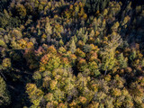 Fototapeta Pomosty - Aerial view of forest in fall, colorful trees