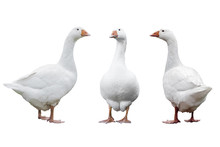 Three Geese Isolated
