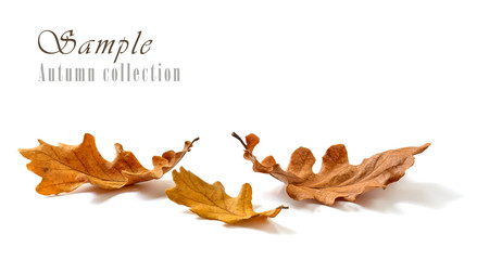 Oak leaves isolated on white background
