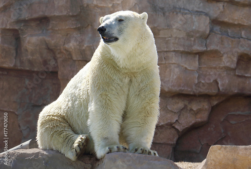 Fotografie, Obraz Orso polare o Orso bianco(Ursus maritimus)