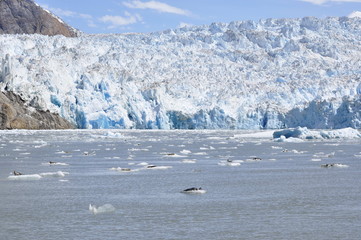 Wall Mural - Glacier in Tracy Arm Fjord, Alaska, USA