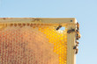 © Alison Winterroth Photography/Stocksy - Bees Chasing Eachother on Backlit Honeycomb
