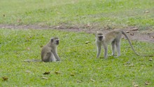  2 Young Vervet Monkeys Playing & Fighting In The Wild