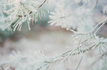 Frost Covered Pine Needles And Branches.