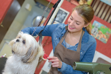 dog getting haircut in dog grooming salon