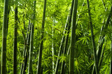 Fototapeta Sypialnia - Asian bamboo tree