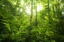 Tropical Rainforest Landscape