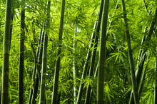 Asian Bamboo Tree
