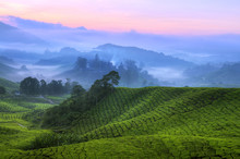 Tea Plantation Malaysia