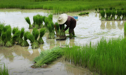 Wall Mural - Field worker in rice field
