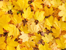 Background With Group Of Autumn Yellow Leaves
