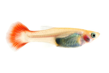 guppy