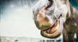 Funny horse face in bad weather in the rain, place for text