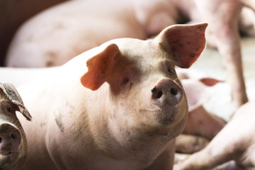 Wall Mural - A small piglet in the farm. group of mammal waiting feed. swine in the stall.