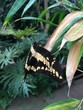 Brasilianischer Schwalbenschwanz, Schmetterling