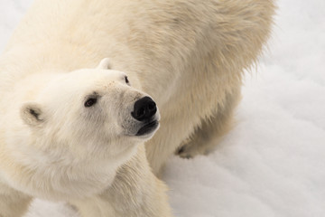 polar bear on ice, looking up