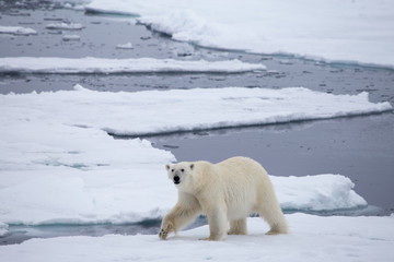 a polar bear on ice.