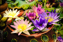 Color Of Lotus In The Pot