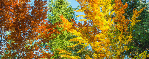 Autumn Clear Day In Autumn Forest A Bright Color Palette In The Autumn Forest Buy This Stock Photo And Explore Similar Images At Adobe Stock Adobe Stock Autumn Clear Day In Autumn Forest A Bright Color Palette In The Autumn Forest Buy This Stock Photo And Explore Similar Images At Adobe Stock Adobe Stock