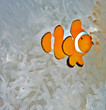 Clown fish in white anemone