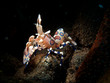 Harlequin shrimp