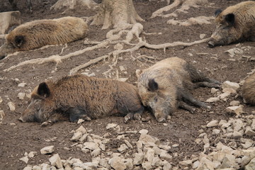 Wall Mural - wild boar