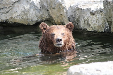 Sticker - brown bear