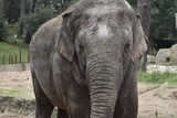 Fototapeta Sawanna - Staring asian elephant