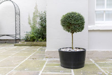 Topiary Garden Tree In A Pot With Decorative Pebble Base Standing In An English Stately Home Courtyard