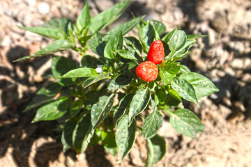 Poster - chili pepper plant