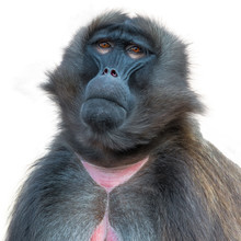 Portrait Of Sad African Baboon At White Background